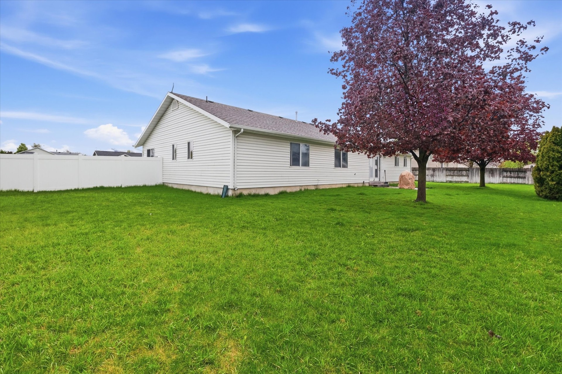 Fully fenced backyard with lush lawn and mature flowering tree